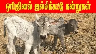 ஒரிஜினல் ஜல்லிக்கட்டு கன்றுகள் | Jallikattu new calves