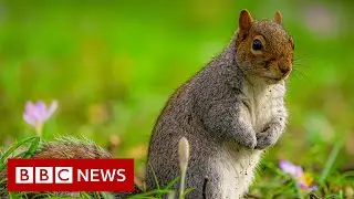 Squirrels given contraception to limit birth rate  - BBC News