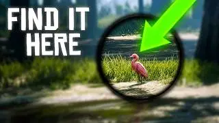 57. Reddish Egret location RDR2