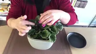 非洲紫罗兰的养护