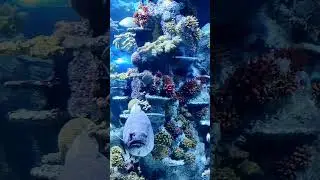 Colourful Corals in Bristol Acquarium I UK I Mom n Hans