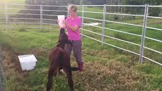 Feeding Grass Fed Calf - Maleny Black Angus Beef