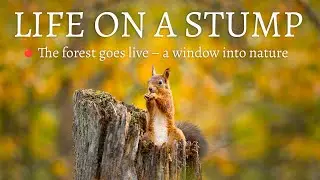 LIFE ON A STUMP  🐿️ | Red Squirrels & Birds Live in Swedish Lapland Forest &ndash; Relaxing Nature slow tv