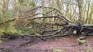 Barna Woods. January 2023