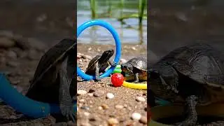 #aishorts#dreamscreenai#new#ai#pets#trending#trendingshorts#nature#funny#cute#cuteturtles#animals