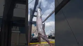 The New North Carolina State Record Swordfish