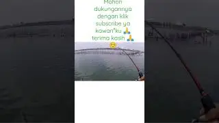 tarikan si ikan cantik #shorts #mancingsemarang #mancingmania #spotmancingsemarang #damijo #dammerah
