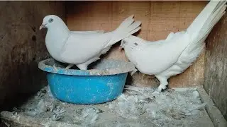 bacchon ki 8 se 12 ghante guarantee 🕊 6398524944