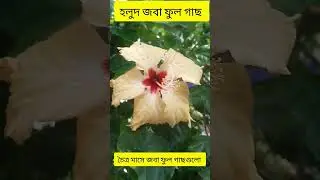 চৈত্র মাসের জবা ফুল || jaba flowers of the month of chaitra
