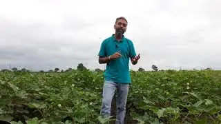 Nutrition: Organic versus Chemical Farming