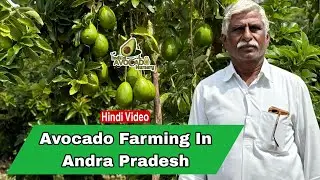 Avocado Farming in Andra Pradesh | V Lakshman | Indian Avocado Nursery | 9900404282