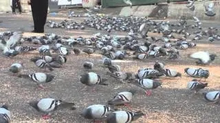 Mecca Pigeons  near Khana Kaba 23 March 2013 of Mekkha Saudi Arabia