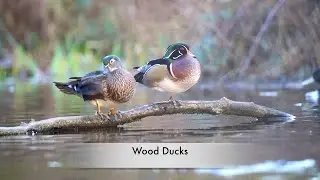 WOOD DUCKS 