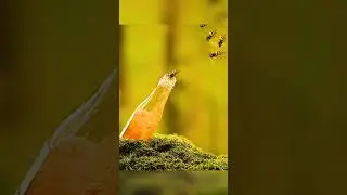 Bee #aviation Vol.2 #shortsfeed #videoshorts #fyp #fypシ #ytshorts