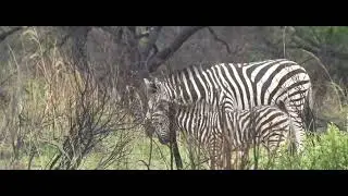 Zebra with Foal