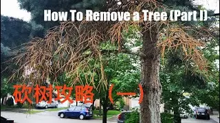 砍树攻略(一） - How To Remove a Tree (Part I)