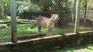 jaguar Parque Summit Panamá