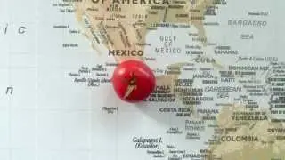 Where is the Tomato From?