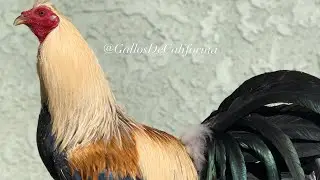 GALLOS GIROS DE OTRO NIVEL