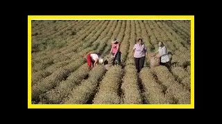 Can a wild daisy rejuvenate croatia&rsquo;s farming economy?