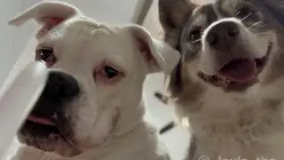 Layla and Luna Get Outsmarted by Their Guests!