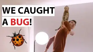 How I help my cat catch bugs