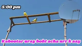 Kabootar uray |Maa sha Allah bht achay urr k bathay kabootar | friends piegon club