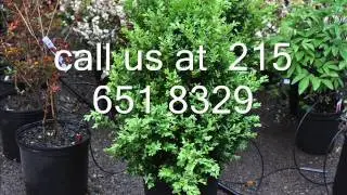 You can be a Stock Broker of Trees  and Ornamental shrubs