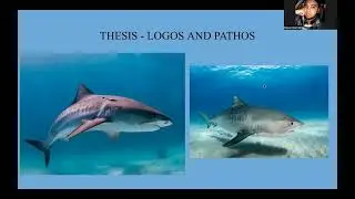 Shark Whisperer - Netflix Document Analysis