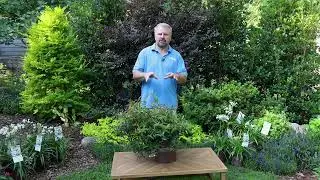 Burning Love Leucothoe Production Tips