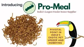 Introducing Pro-Meal