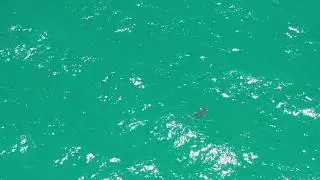 Solo Hammerhead Shark Swimming Near Beach Ocean Fish Aerial Drone Footage