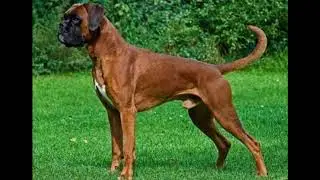 Bizarre Ways People Have Been Killed By Pets Pedal-Pushing Pooch || Facts Academy Video