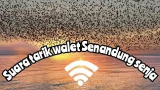 Suara Tarik walet Senandung Senja
