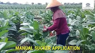 Laku Tembakau #01 : Aplikasi Racun Wiwil Tembakau di Klaten