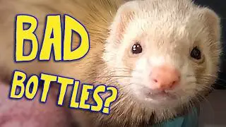 Why Water Bottles are Bad for Ferrets (and Some Alternatives)