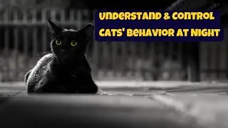 Cats' Nighttime Activities: How to Understand and Control Cats' Behavior at Night