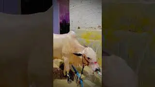 Mashallah &hellip;❤️🫠💫 #cow #cattles #bull #collection #cowlover #futheroes