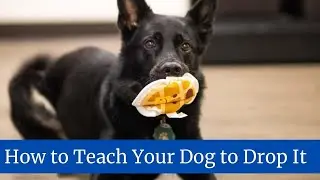 How to Teach Your Dog to Drop It || How to teach your dog to drop it without treats