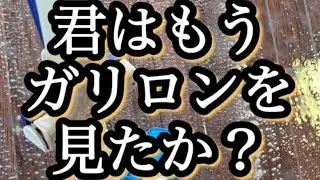 床の剥離洗浄の強い味方【ガリロン】