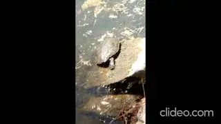 Gone Video Turtling:  Mud Turtle  soaking up the Sun. Binocular video.  Harpeth River, TN  USA.