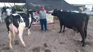 NOVILHA E VACA QUE PARTICIPOU DA 24⁰EXPOLEITE EM S&Atilde;O BENTO DO UNA PE FORAM VENDIDAS!