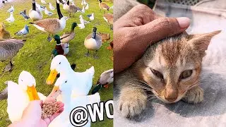 Feeding Baby Duck | Cute Duckling Moments