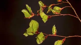 Beech Leaves Timelapse
