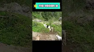 2 Goats fighting over a female