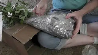 Ty Ty Nursery Plants and review