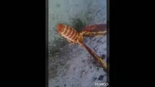 MARIPOSA CITHERONIA LAOCOON - UM INSETO LINDO, FOFO E AVELUDADO.