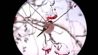 Leevike ja pihlakas - Снегирь ест рябину