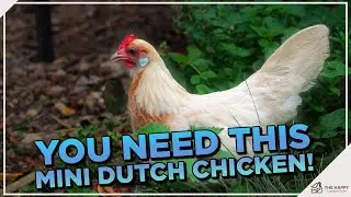 Small But Mighty: Exploring the Dutch Bantam Chicken
