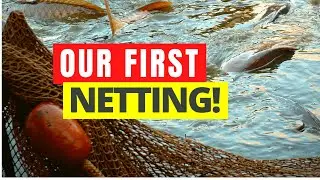 We Remove 1 TON of Fish During The Netting 🤯